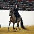 Alabama All Arabian Horse Show